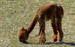 Alpaca-boerderij